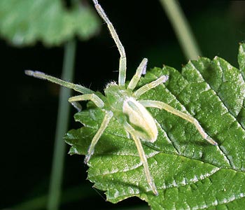 Micrommata virescens